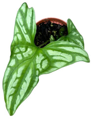 Cercestis Mirabilis10.5cm Pot House Plant
