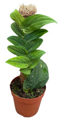 Rhaphidophora Korthalsii Green 14cm Pot House Plant