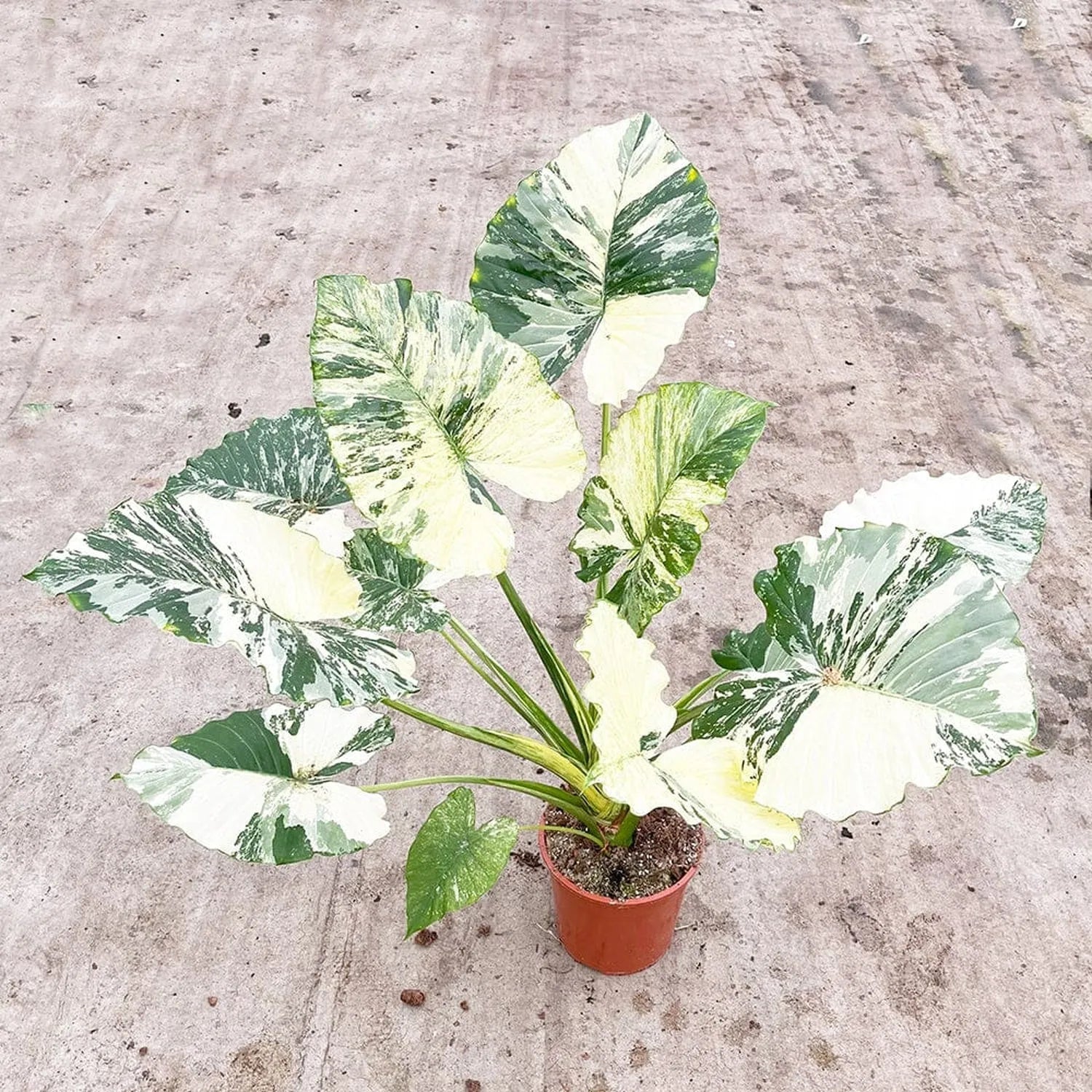 80 - 100cm Variegated Alocasia Gagaena Variegata 17cm Pot House Plant