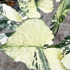 80 - 100cm Variegated Alocasia Gagaena Variegata 17cm Pot House Plant