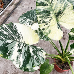 80 - 100cm Variegated Alocasia Gagaena Variegata 17cm Pot House Plant