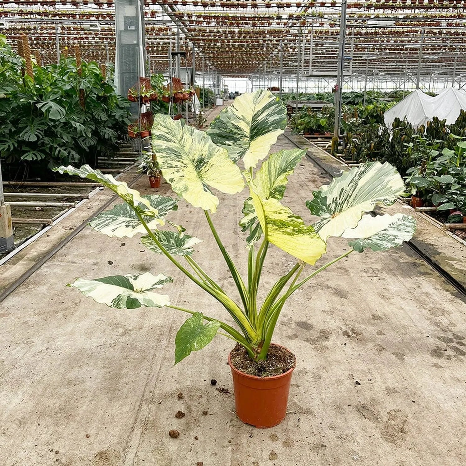 80 - 100cm Variegated Alocasia Gagaena Variegata 17cm Pot House Plant