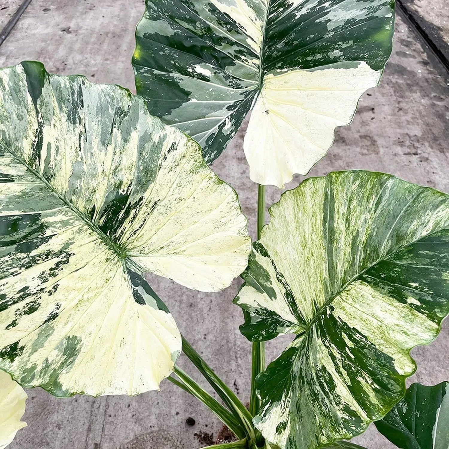 80 - 100cm Variegated Alocasia Gagaena Variegata 17cm Pot House Plant