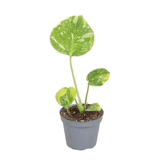 Monstera Electro Light Cheese Plant - 6cm Pot