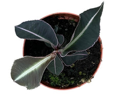 Labisia Pumila 10.5cm Pot 15cm Height House Plant