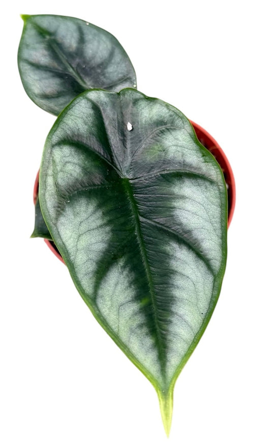 Alocasia Reversa 10.5cm Pot 15cm Height House Plant