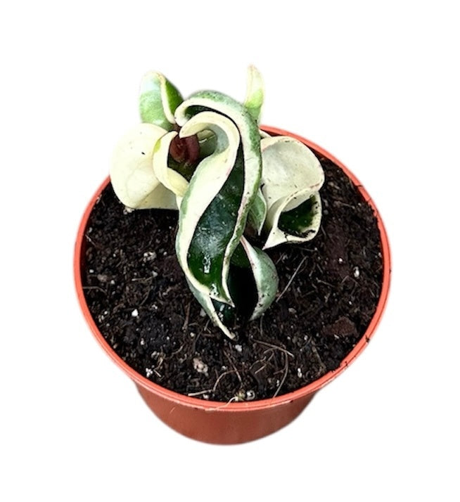 hoya compacta variegata kaufen Hoya Compacta Variegata House Plant 6cm Pot – Plants For All Seasons