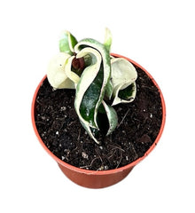 Hoya Compacta Variegata House Plant 6cm Pot