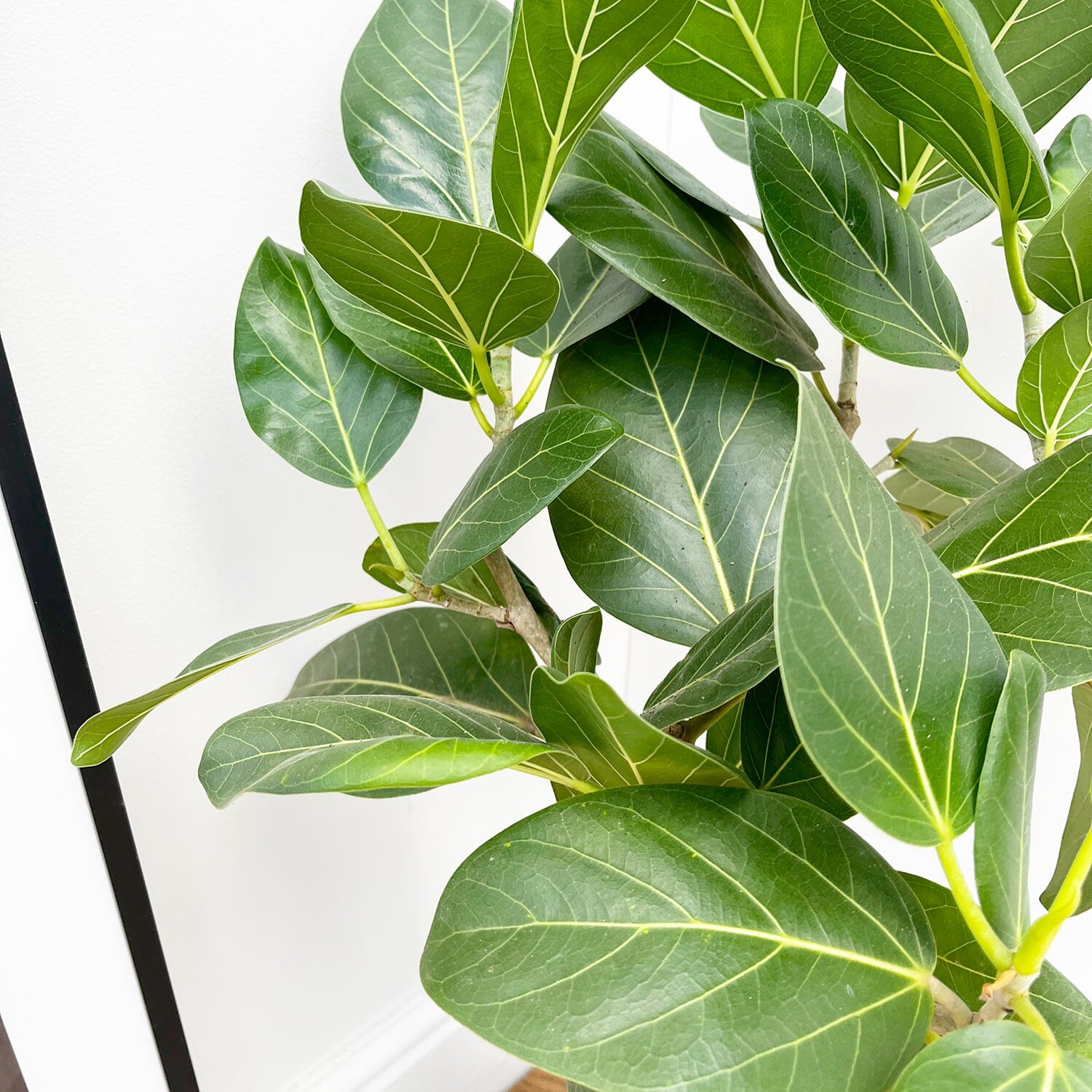 85 - 10cm Ficus Benghalensis Audrey Rubber Plant 24cm Pot House Plant