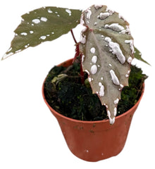 Begonia Sp Sumatra 8cm Pot 15cm Height House Plant