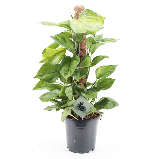 45 - 55cm Epipremnum Lemon Top Pothos on Mosspole 17cm Pot House Plant