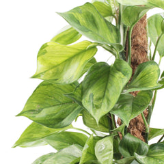 45 - 55cm Epipremnum Lemon Top Pothos on Mosspole 17cm Pot House Plant