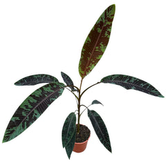 160 - 180cm Musa Acuminata Zebrina Banana House Plant 27cm Pot