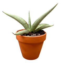 Sansevieria Swan Dancer 8cm Pot House Plant