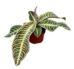 Labisia Japonica 10.5cm Pot House Plant