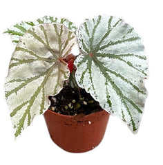 Begonia Looking Glass 8cm Pot 15cm Height House Plant