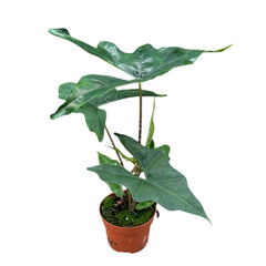 20 - 25cm Alocasia Nycteris Batwing House Plant 10.5cm Pot