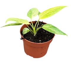 10 - 15cm Homalomena Sulcata Cream Frost 10.5cm Pot House Plant