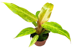 Philodendron Orange Marmelade 17cm Pot House Plant