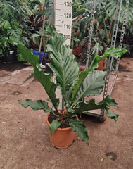 90 - 100cm XXL Anthurium Crassinervium Karma Birdnest 35cm Pot House Plant