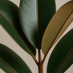 90 - 110cm Ficus Elastica Abidjan 3 Stem Rubber Plant 27cm Pot House Plant