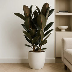 90 - 110cm Ficus Elastica Abidjan 3 Stem Rubber Plant 27cm Pot House Plant