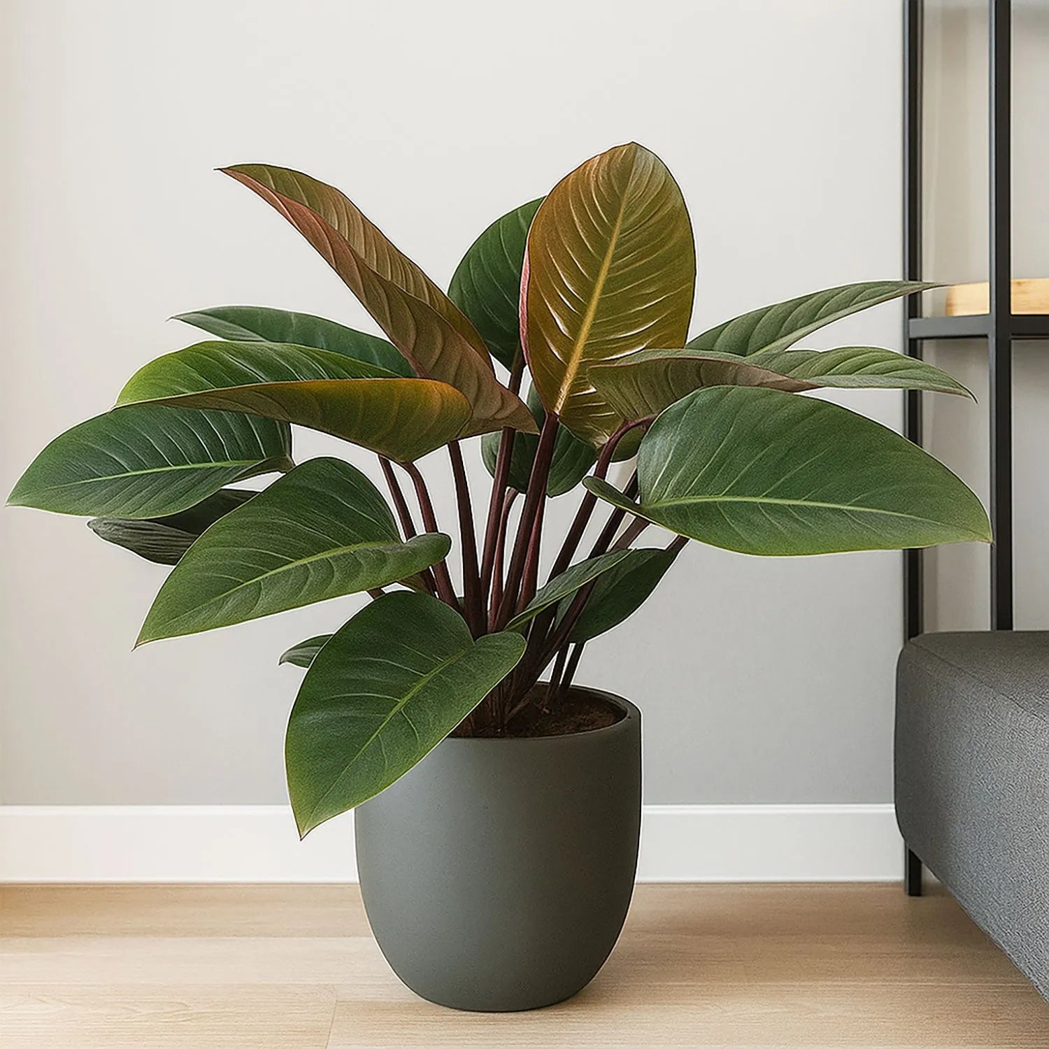90 - 110cm Philodendron Rojo Congo 27cm Pot House Plant