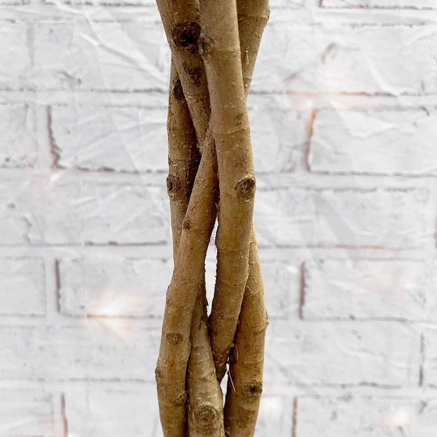 90 - 120cm Braided Ficus Microcarpa Moclame Tree Rubber Plant 21cm Pot House Plant