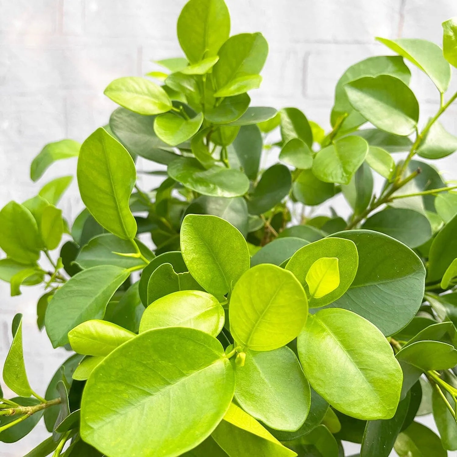 90 - 120cm Braided Ficus Microcarpa Moclame Tree Rubber Plant 21cm Pot House Plant