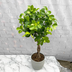 90 - 120cm Braided Ficus Microcarpa Moclame Tree Rubber Plant 21cm Pot House Plant