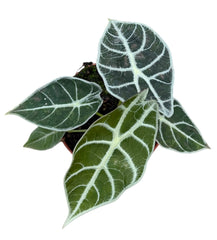 Alocasia Watsonia Lightning House Plant 10,5 cm Pot