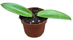 Hoya Cinnamomifolia 10.5cm Pot 10cm Height House Plant