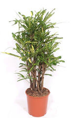 125 - 135cm Codiaeum Yellow Mammi 30cm Pot House Plant