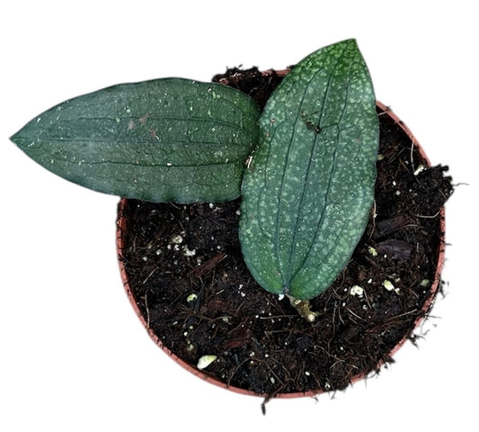 Hoya Erythrina 10.5cm Pot 10cm Height House Plant