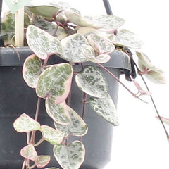 20 - 30cm Variegated String of Hearts Ceropegia Woodii in 10.5cm Hanging Pot