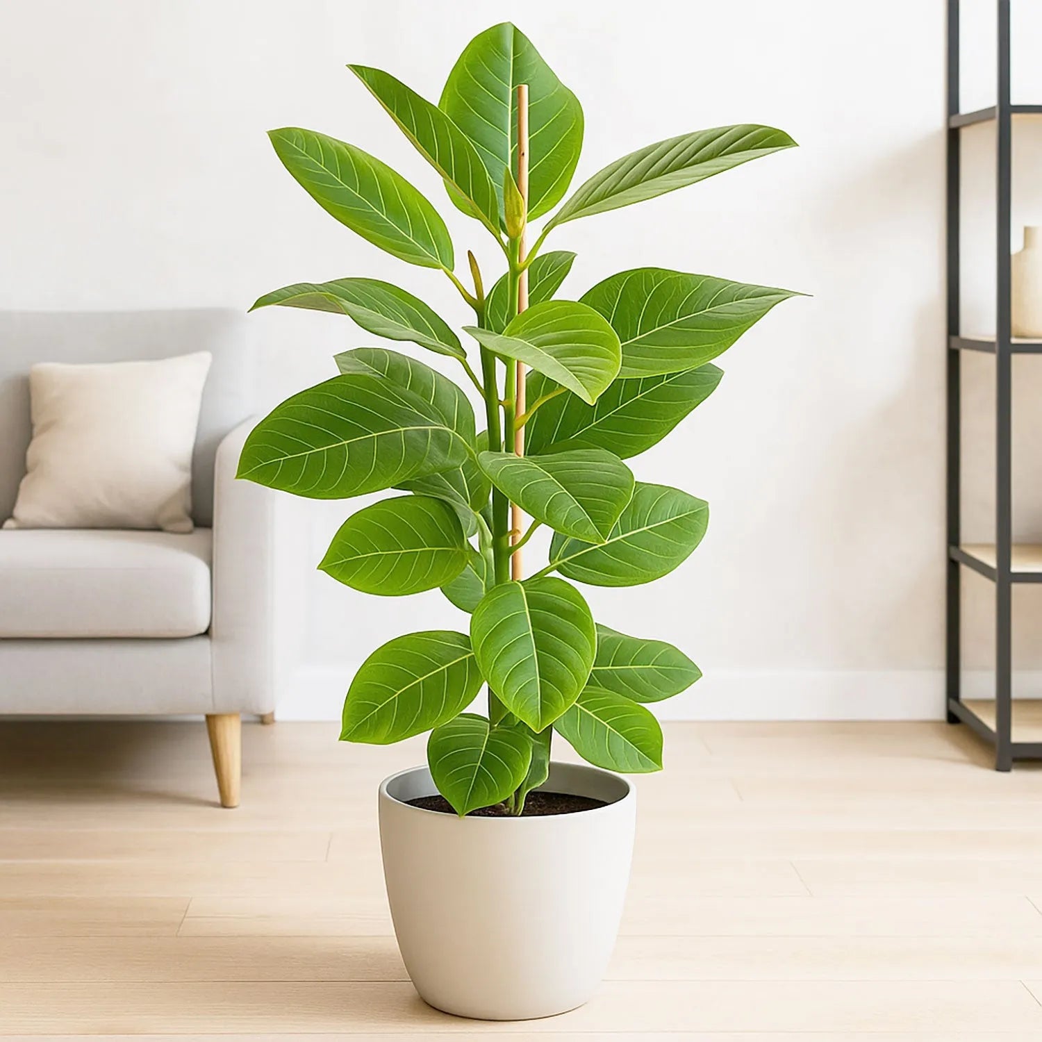 95 - 110cm Ficus Altissima Yellow Gem with 2 Stems Rubber Plant 21cm Pot House Plant