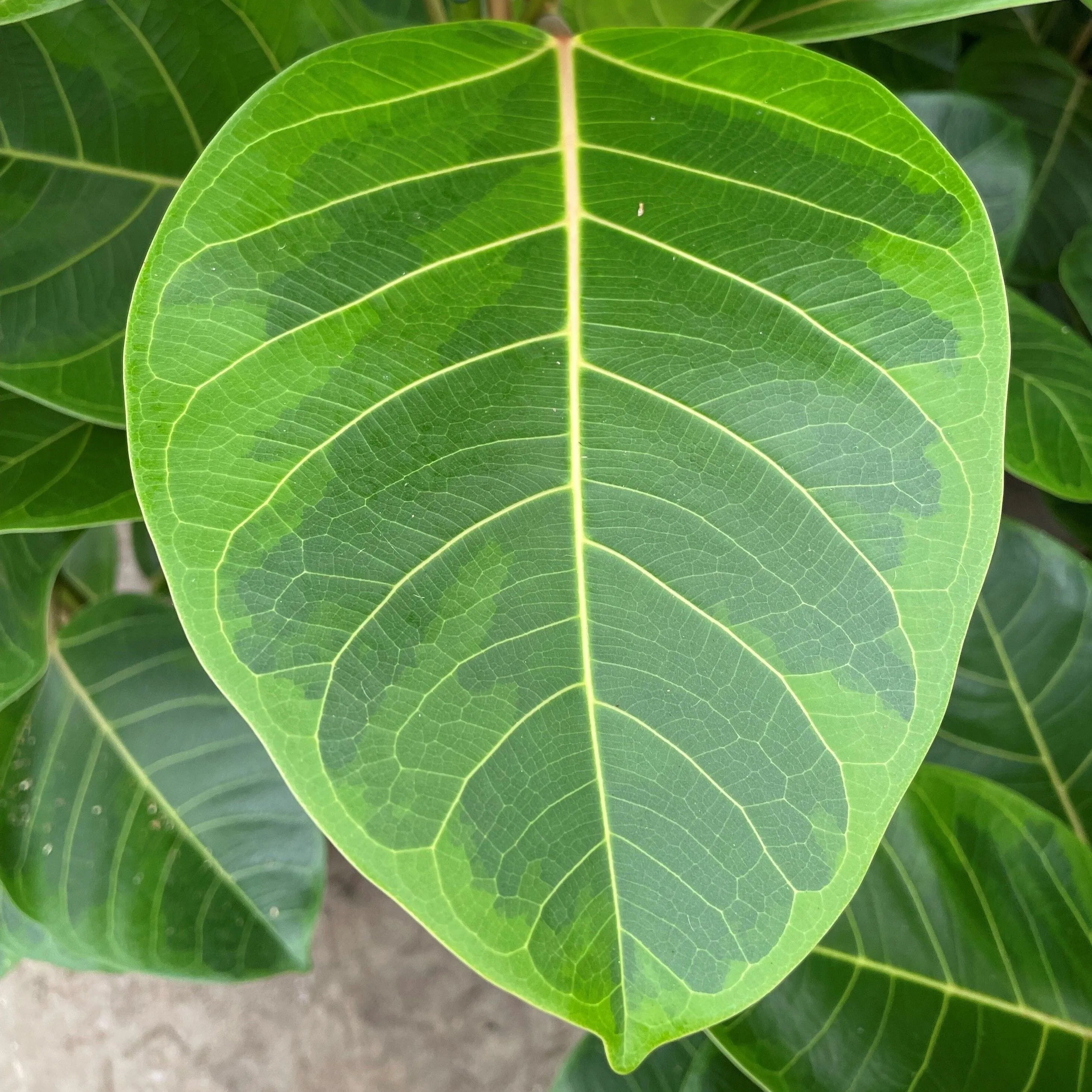 95 - 110cm Ficus Altissima Yellow Gem with 2 Stems Rubber Plant 21cm Pot House Plant
