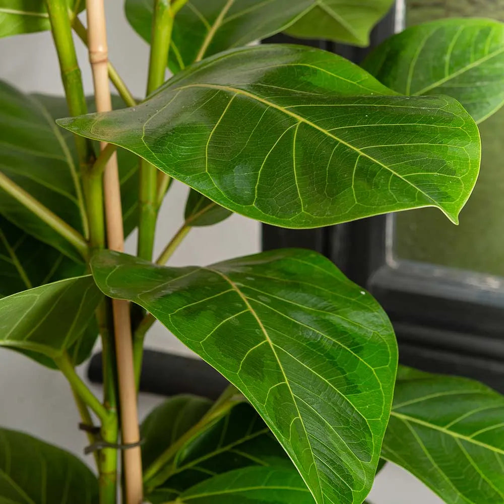 95 - 110cm Ficus Altissima Yellow Gem with 2 Stems Rubber Plant 21cm Pot House Plant