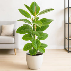 95 - 110cm Ficus Altissima Yellow Gem with 2 Stems Rubber Plant 21cm Pot House Plant