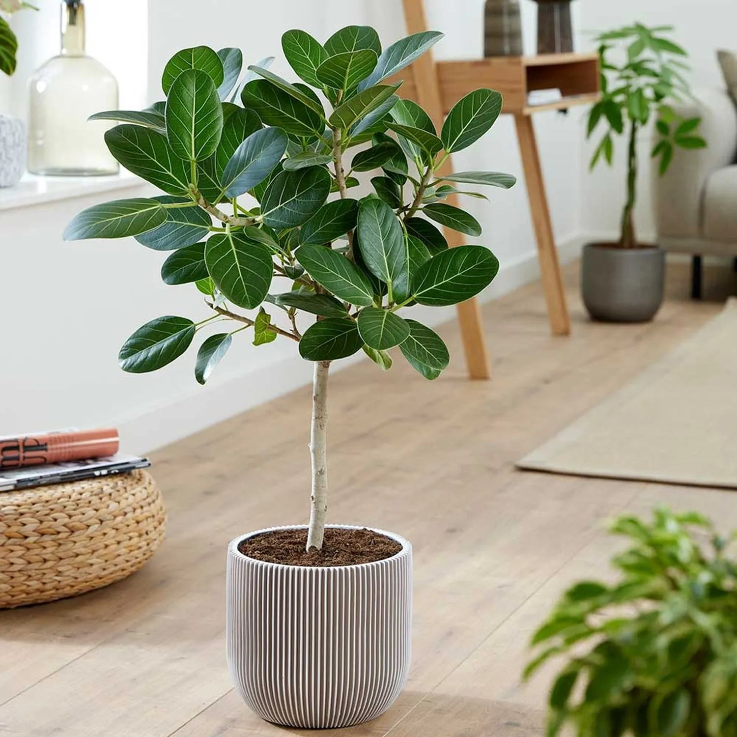 95 - 110cm Ficus Audrey Petite Tree Rubber Plant 24cm Pot House Plant