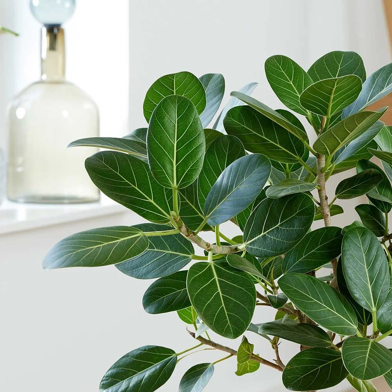 95 - 110cm Ficus Audrey Petite Tree Rubber Plant 24cm Pot House Plant