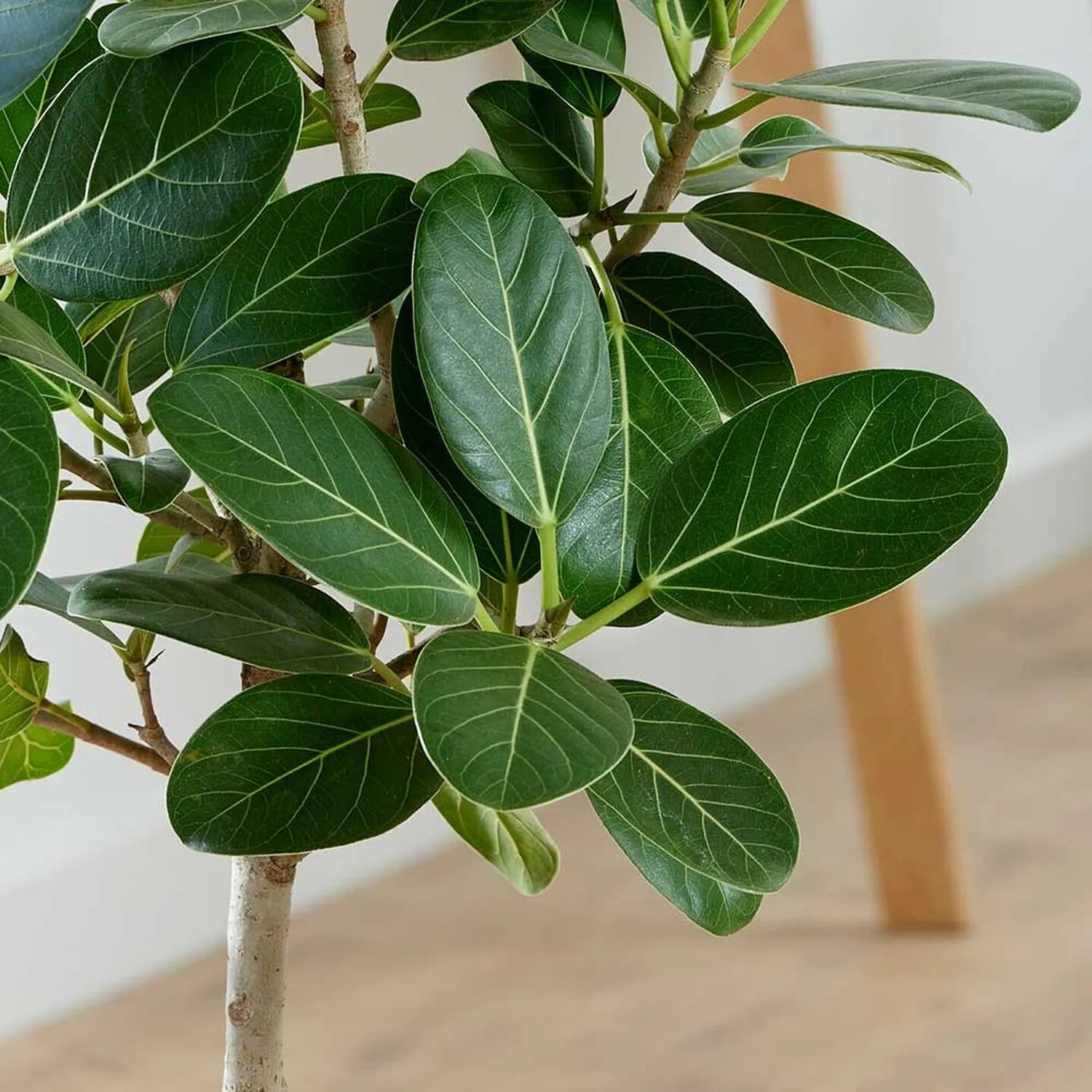 95 - 110cm Ficus Audrey Petite Tree Rubber Plant 24cm Pot House Plant