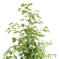 95 - 110cm Ficus Profit Rubber Plant 21cm Pot House Plant
