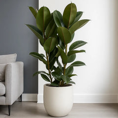 95 - 110cm Ficus Robusta 3 Stem Rubber Plant 27cm Pot House Plant