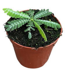 Biophytum Zenkeri 8cm Pot 15cm Height House Plant