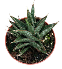 Sansevieria Table Mountain House 8cm Pot House Plant