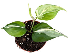 Philodendron Rio 10.5cm Pot 10cm Height House Plant