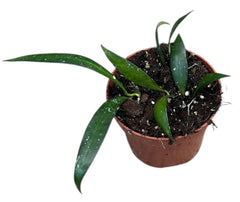 Hoya NOID Sumatra 10.5cm Pot 10cm Height House Plant