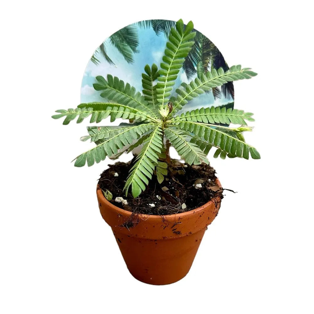 9 cm Biophitum Sensitivum House Plant 9 cm Pot