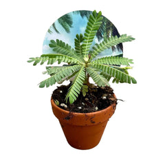 9 cm Biophitum Sensitivum House Plant 9 cm Pot